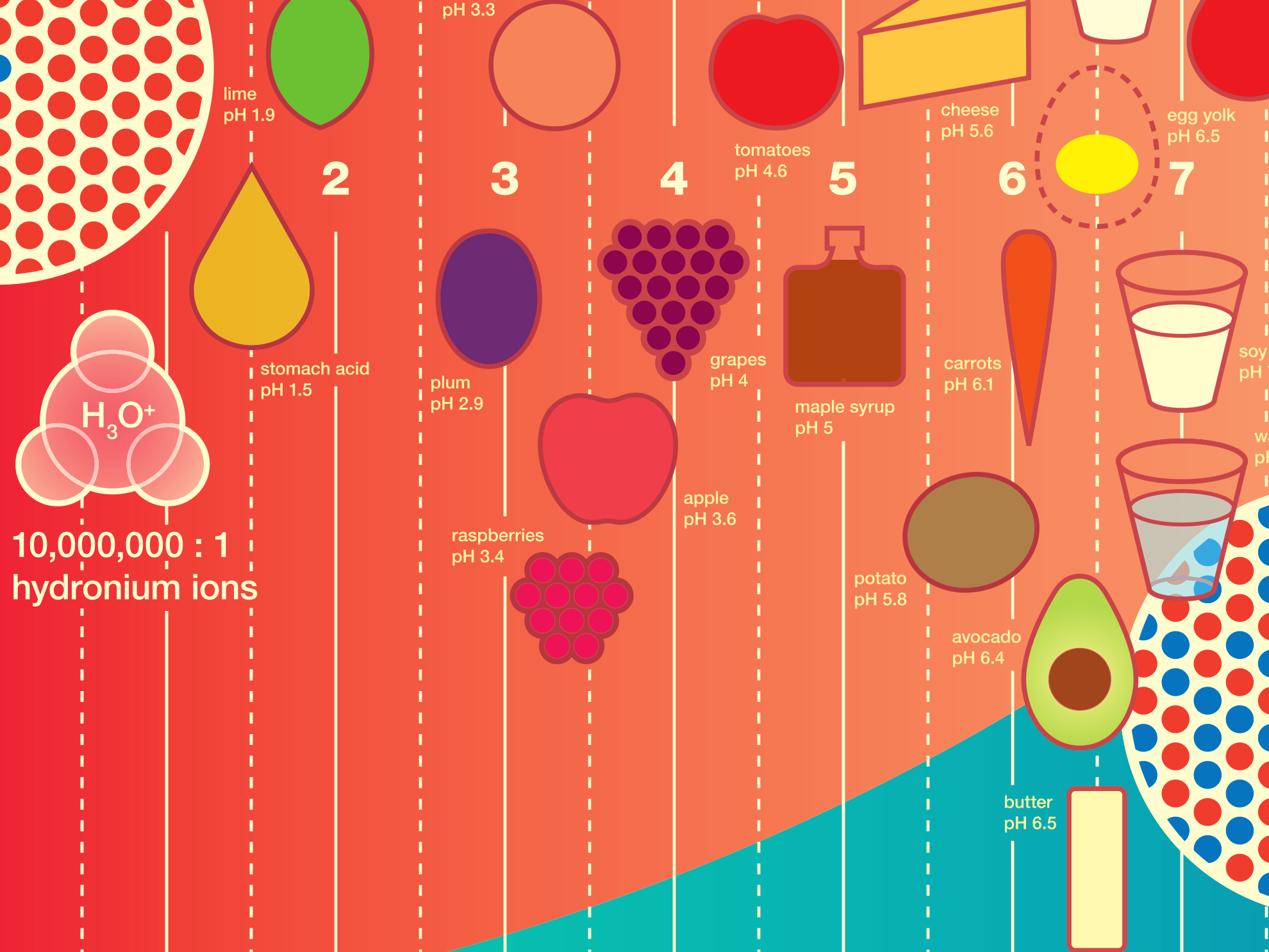 Zoom in on illustration on ACIDITY graph, with partial hydronium ion on left and partial neutral ion on right, and the graphic organization of acidic food items in between.