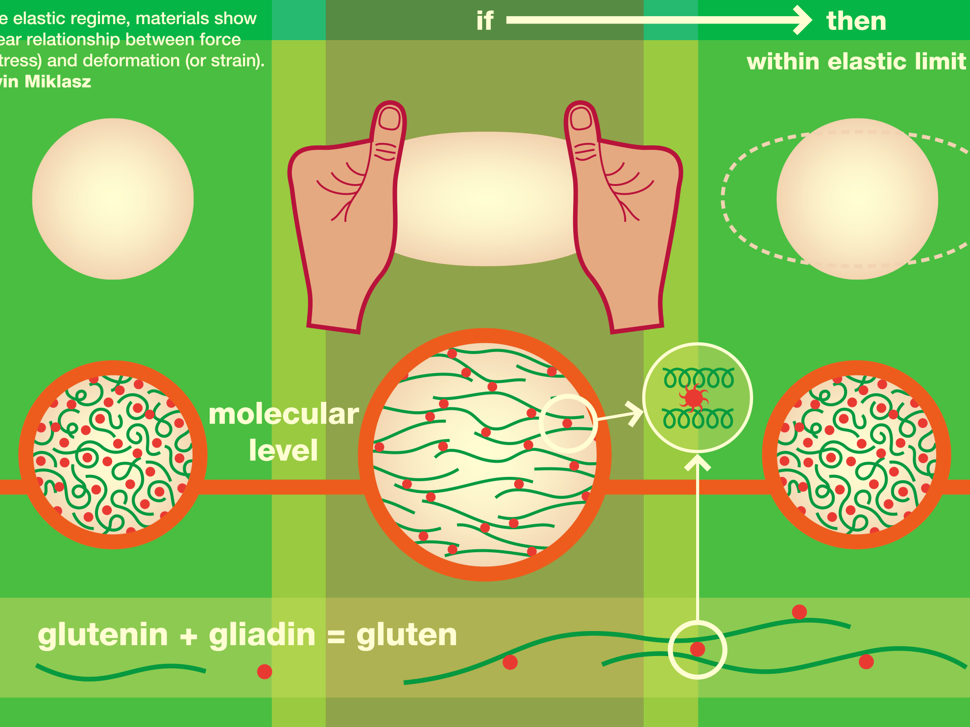 Zoom in on illustration on ELASTICITY diagrams of how glutening and gliadin in gluten physically interact to stretch the dough.