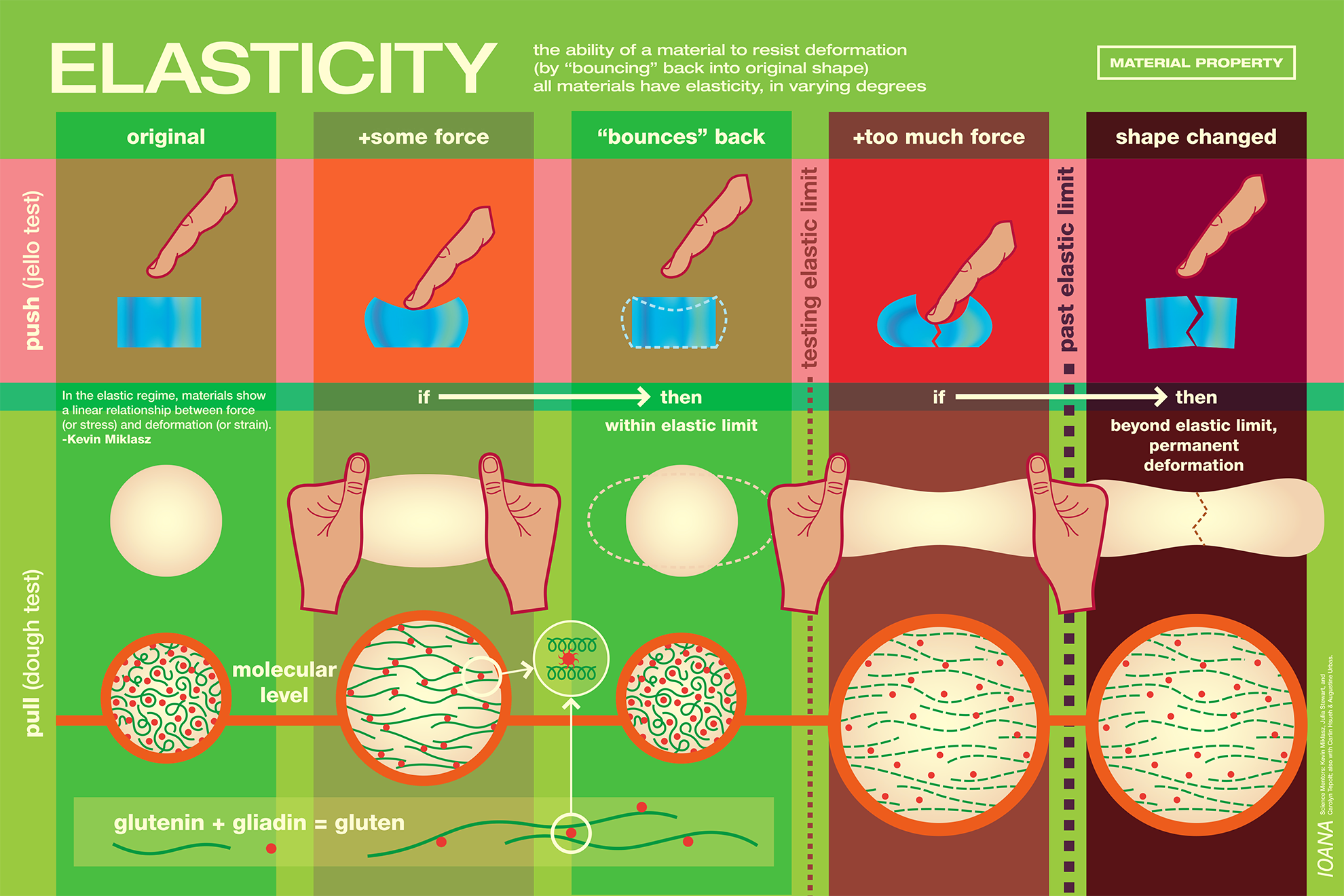 Poster on ELASTICITY featuring illustrations of the elastic limit of jello and dough, with additional illustrations on the molecular bonds in gluten, 
                                                                    set in green and red colors.