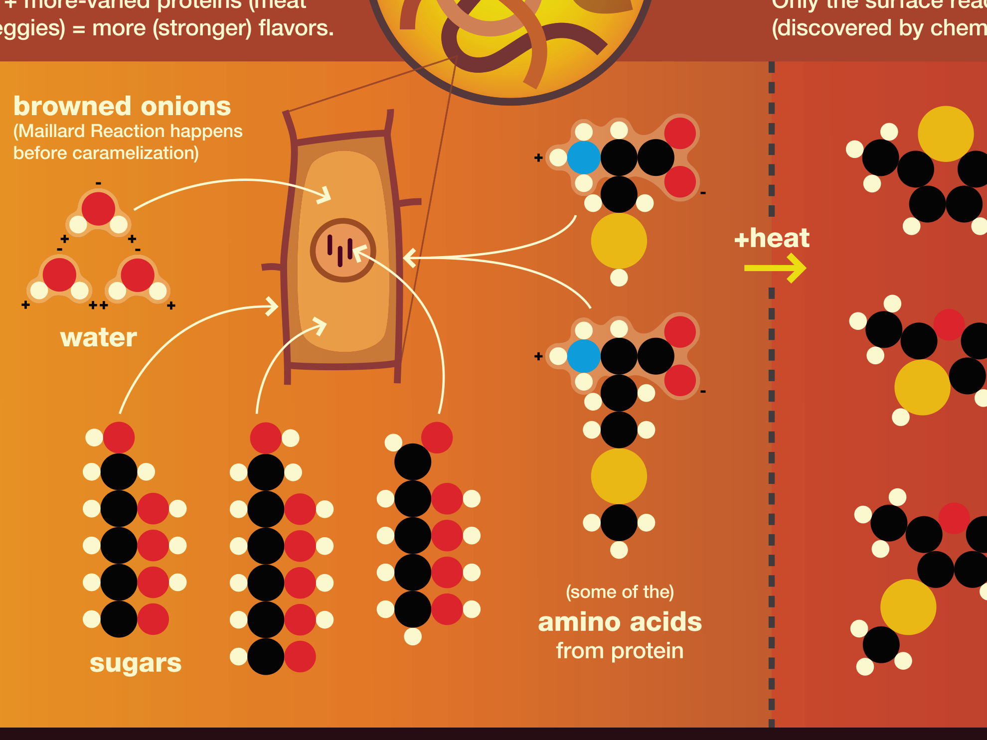 Zoom in on illustration on the MAILLARD REACTION onion cell diagram which shows the water, 
                                                                                    sugars, and amino acid molecules present in the cell which can be later recombined using heat to create flavor molecules.