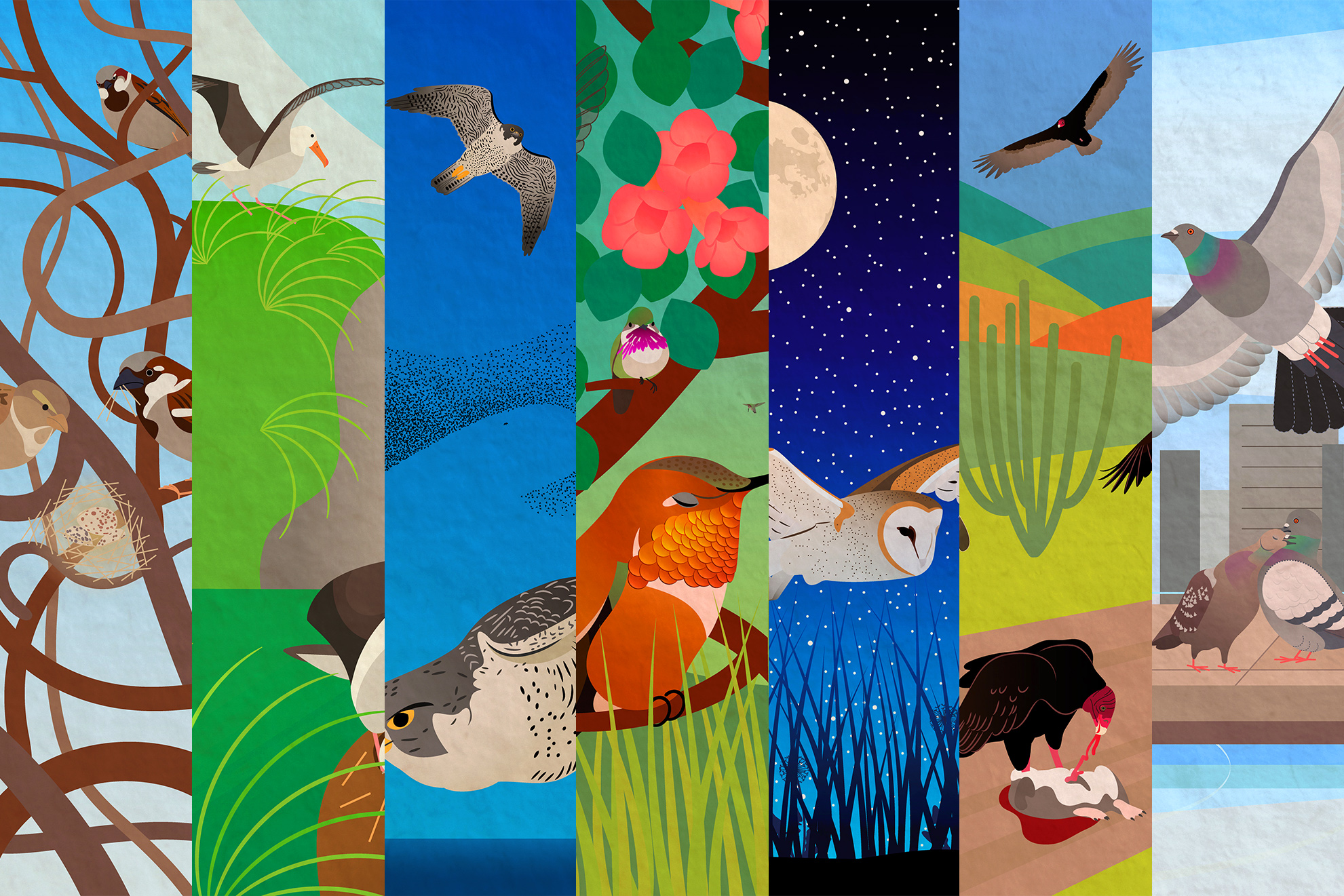 Collage of slices of the seven different bird illustrations side by side.