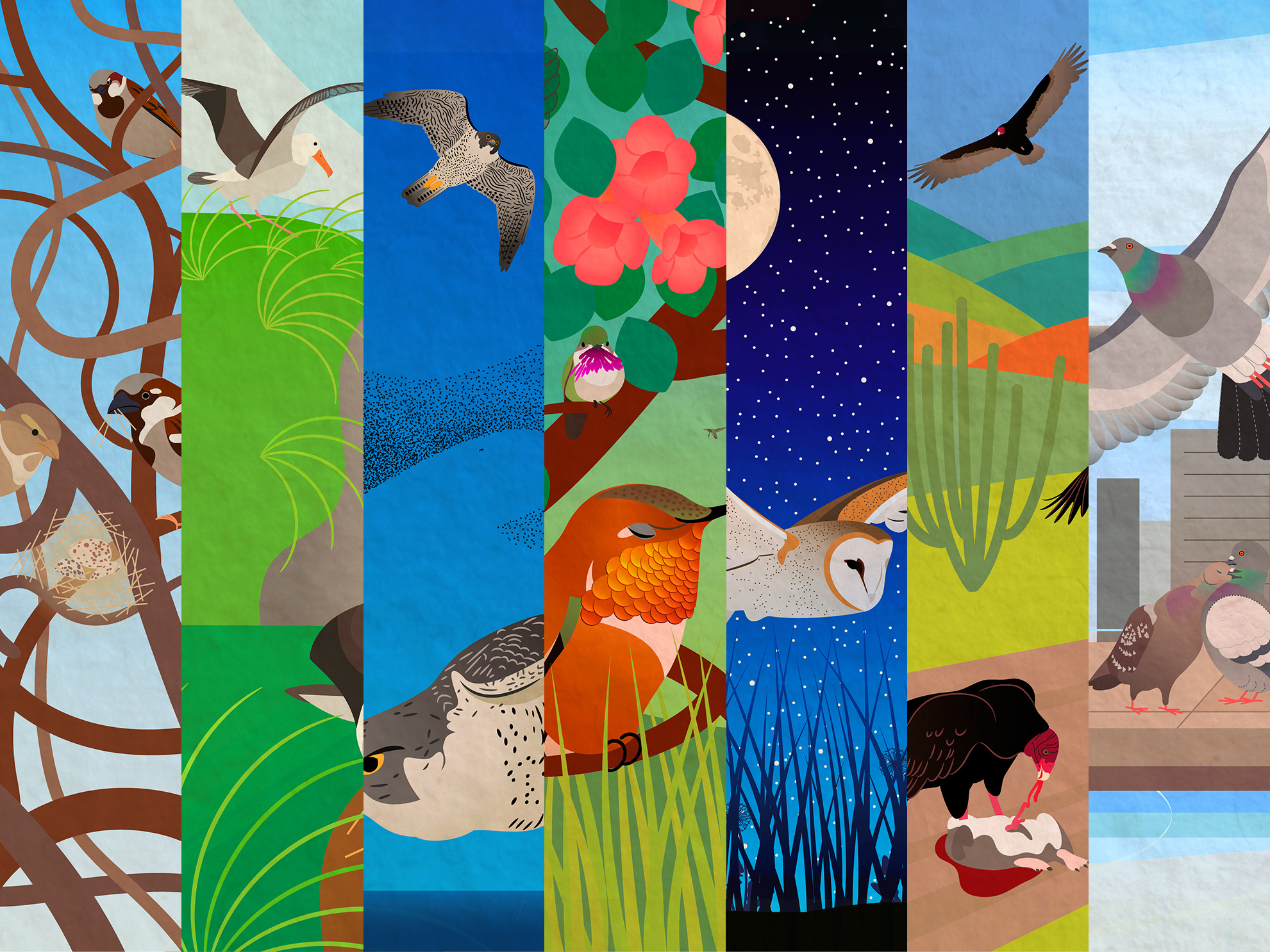 Collage of slices of the seven different bird illustrations side by side.