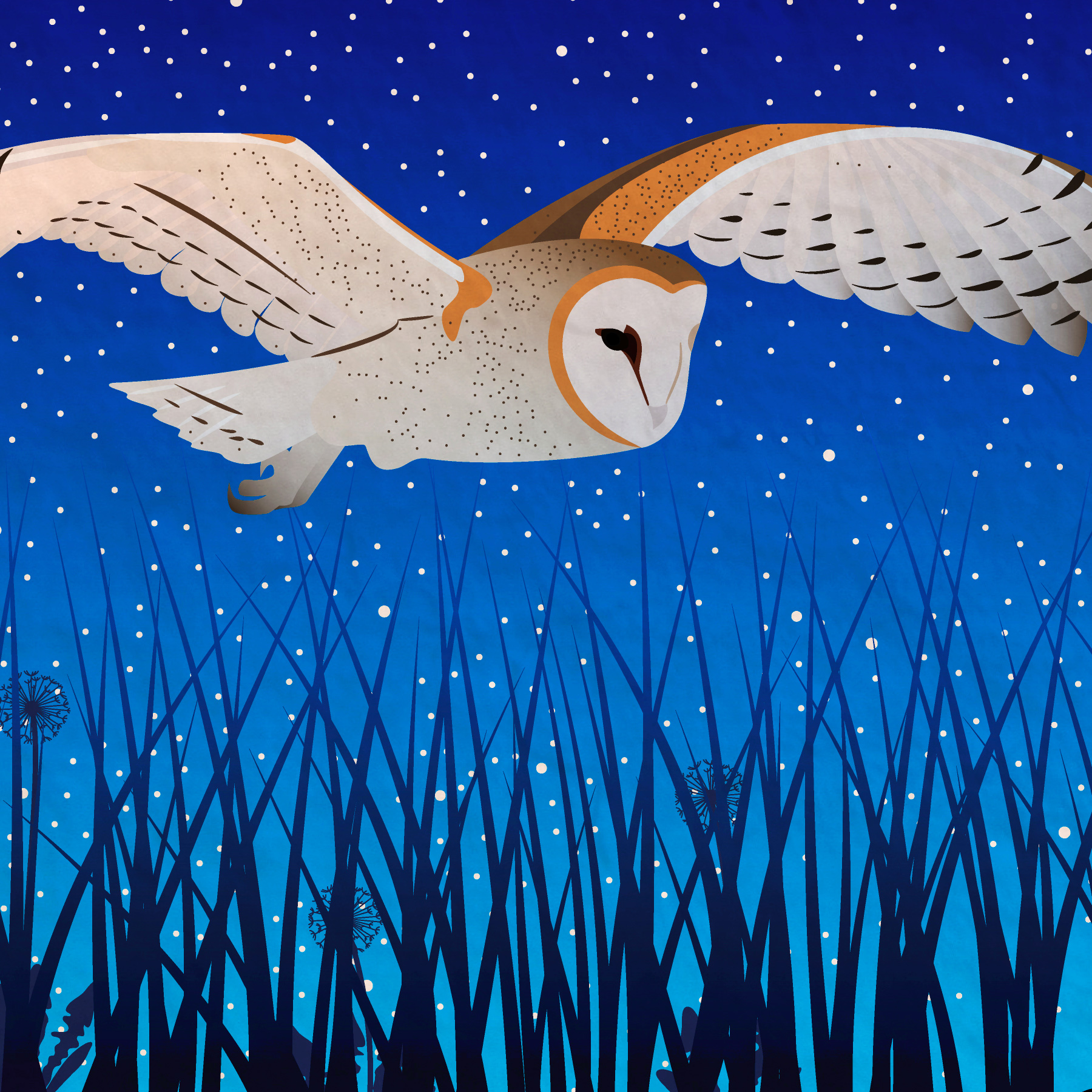 Zoom in on a soft, large, beautiful barn owl soaring above the grassy field in search of prey.