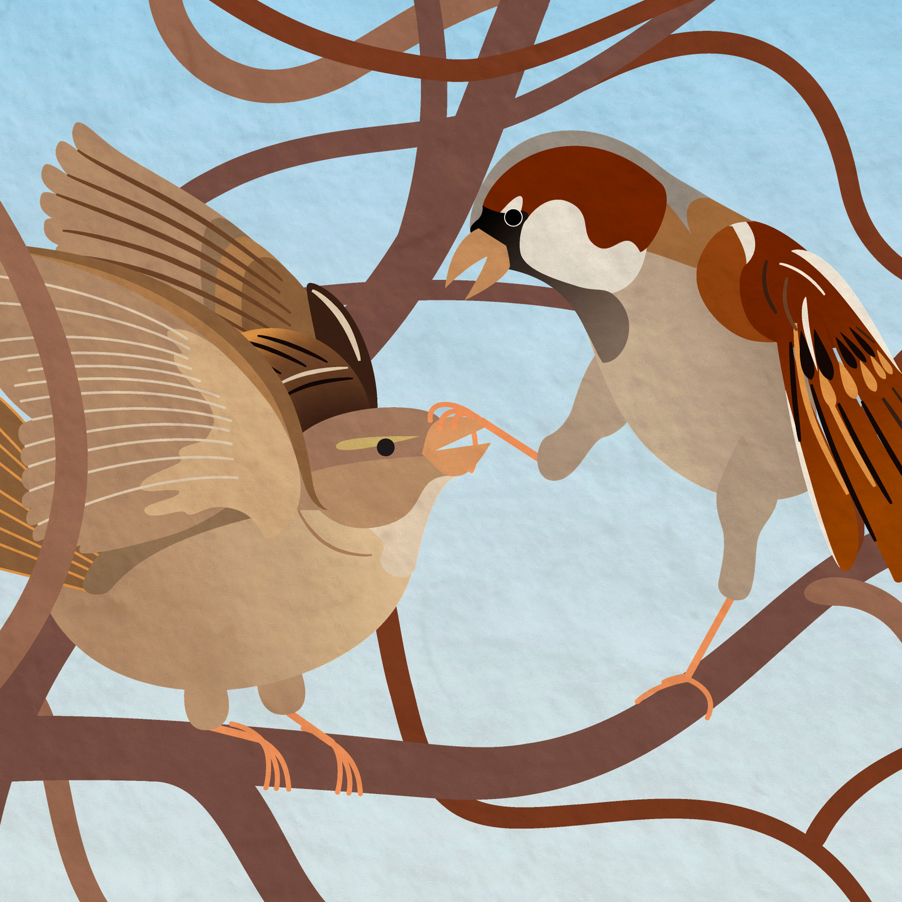 Zoom in on female and male sparrows fighting.