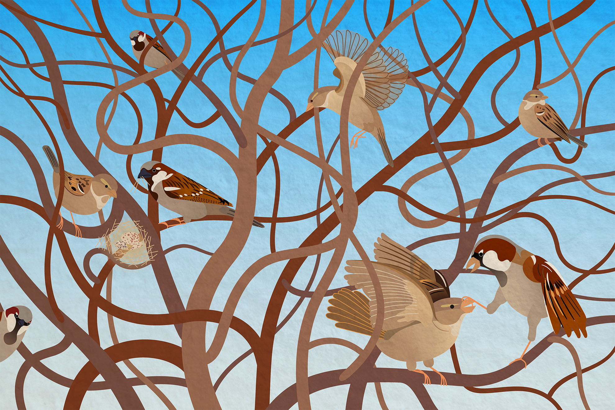 Illustration showing sparrows in various positions &ndash; nesting, flying, fighting &ndash; inside a bush of curvy bare branches set against a blue sky.