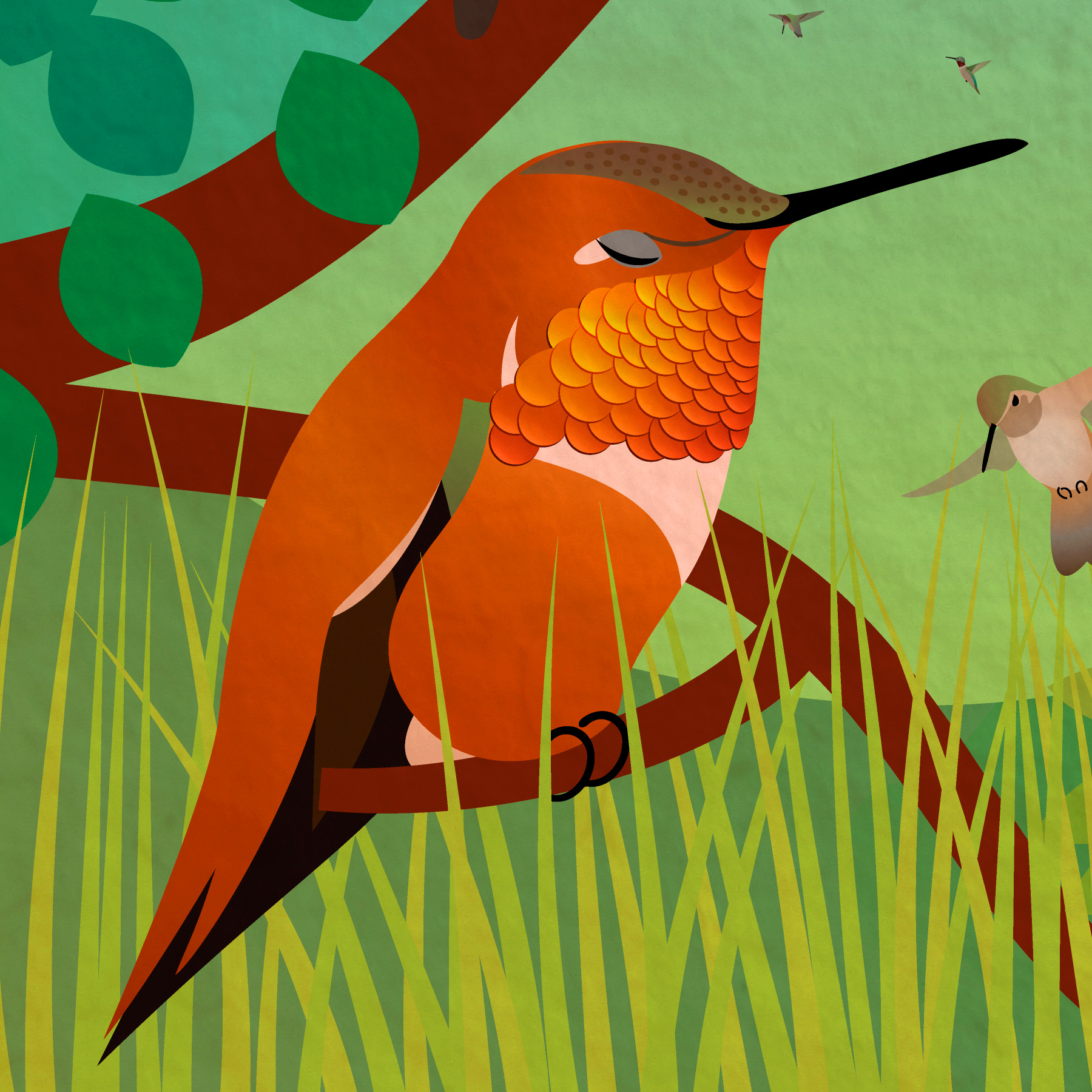 Zoom in on large rufous male roosting.