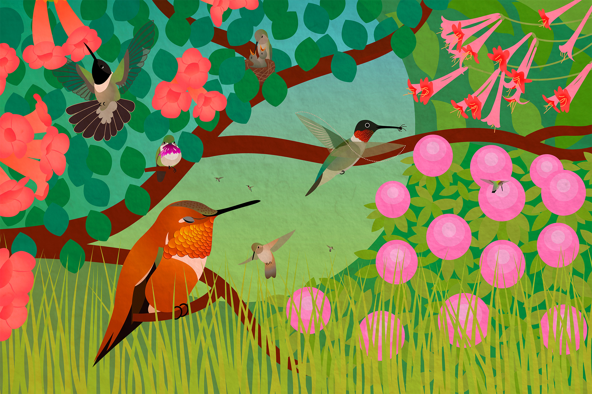 Illustration showing hummingbirds in various positions &ndash; roosting, nesting, flying, eating &ndash;
                                                                          set against a flowery backdrop of trumpet vines, trumpet honeysuckle, and rhododendron.