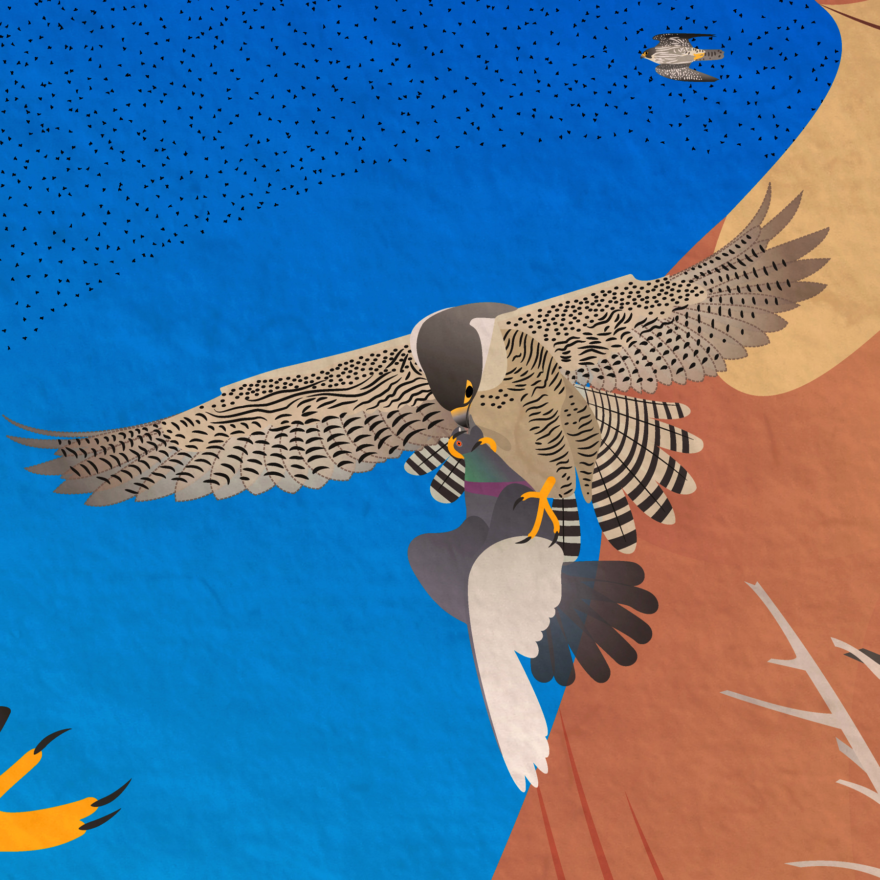 Zoom in on a peregrine falcon catching a pigeon in midair, with another flying off in the distance above, and starlings in the background around it.