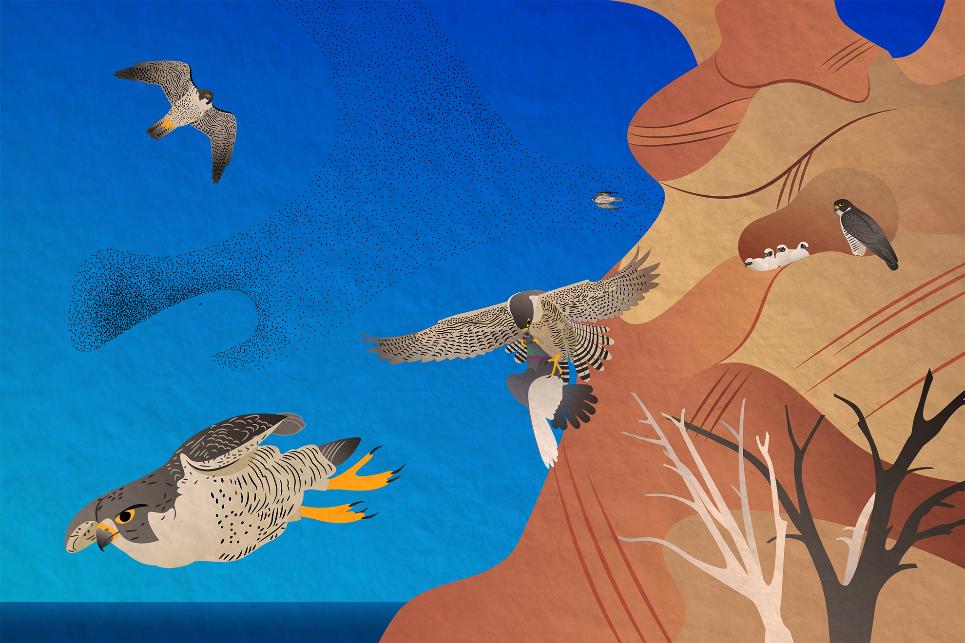 Illustration showing peregrine falcons in various positions &ndash; soaring, nesting, catching a pigeon in midair, diving, scarying a flock of starlings &ndash; 
                                                                            set against a dry red rock cliff habitat next to a water body and a clear blue sky.