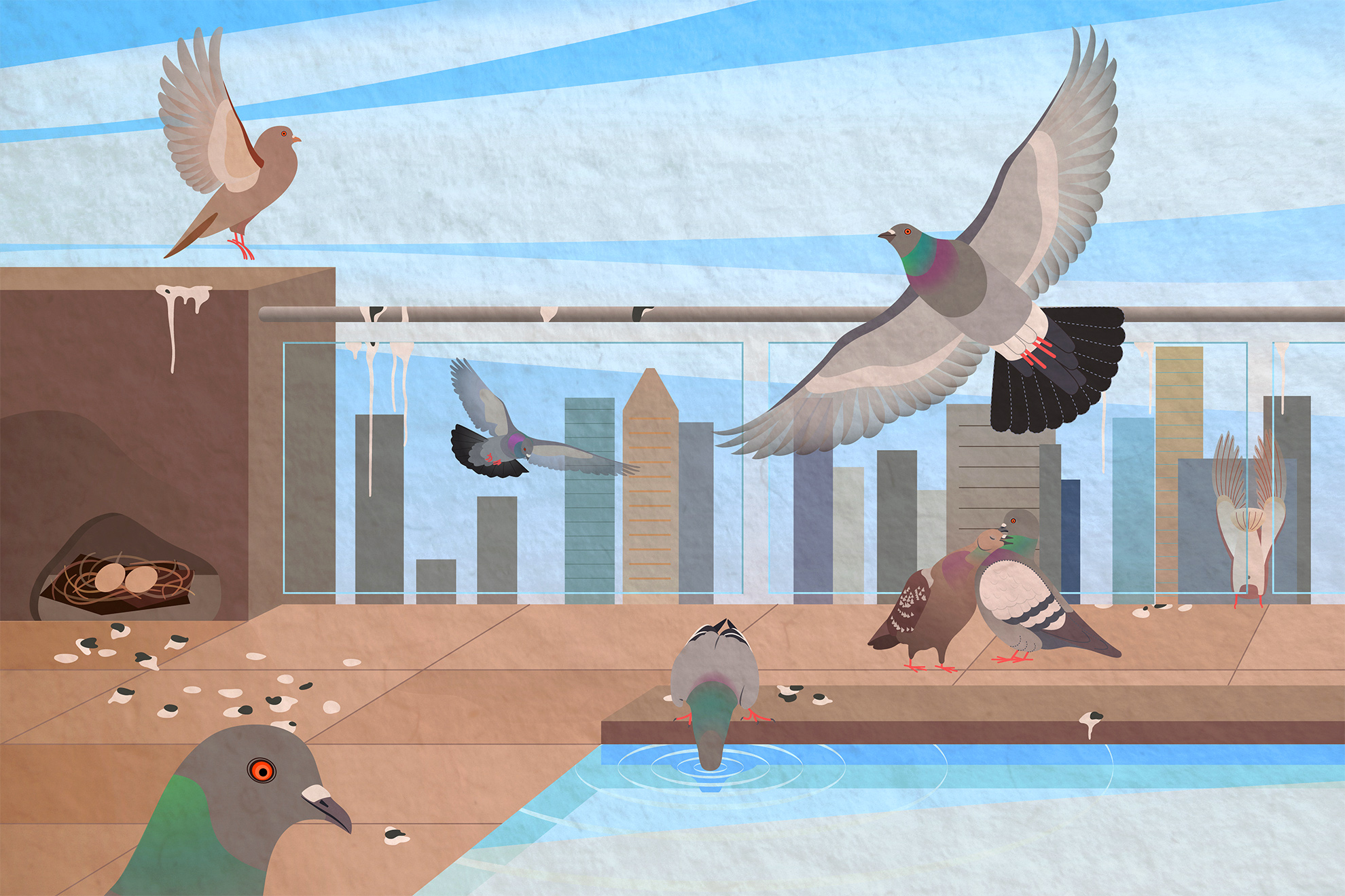 Illustration showing rock pigeons in various positions &ndash; taking off, flying/soaring, nesting, drinking from the pool &ndash; 
                                                                            on the patio deck of a tall urban building, poop everywhere.
