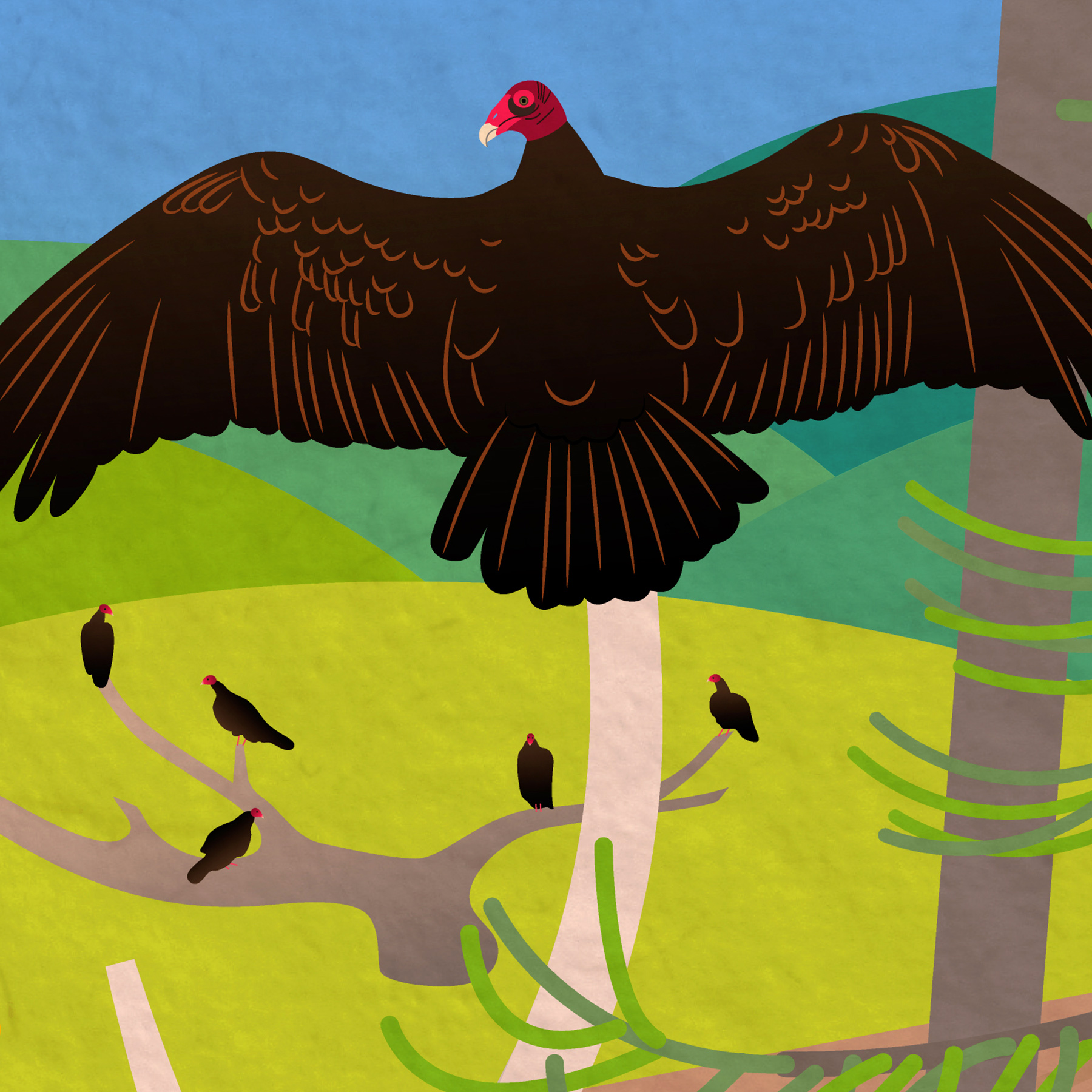 Zoom in on turkey vulture with wings spread open sunbathing, with many small turkey vultures perched on a tree in the distance below.