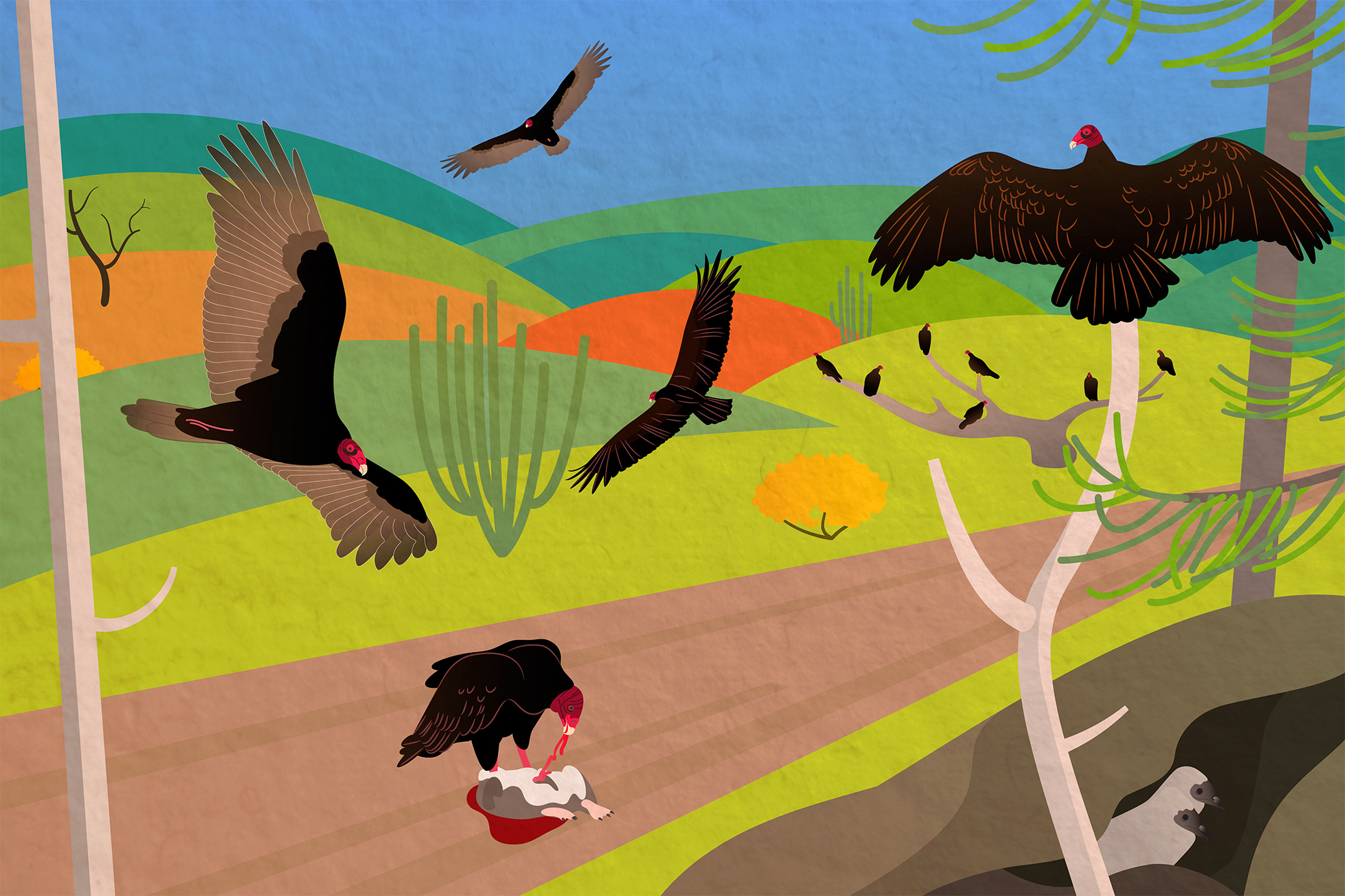 Illustration showing turkey vultures in various positions &ndash; feeding on carion in the road, gliding in thermals, drying its wings on a dead tree, 
                                                                            nesting &ndash; set against a colorul hill backdrop with cacti.