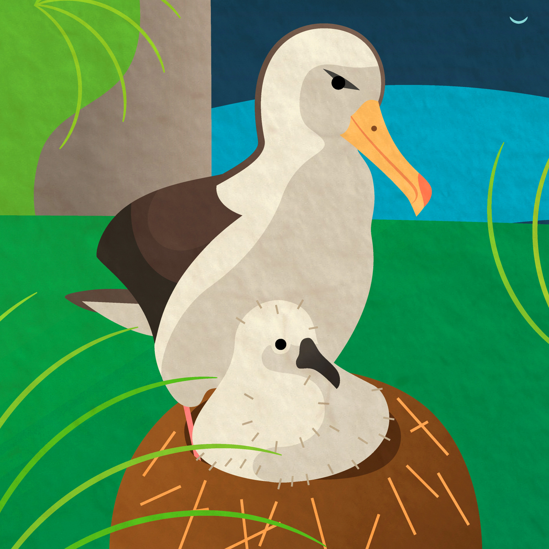 Zoom in on a parent albatross and their chick in a nest.