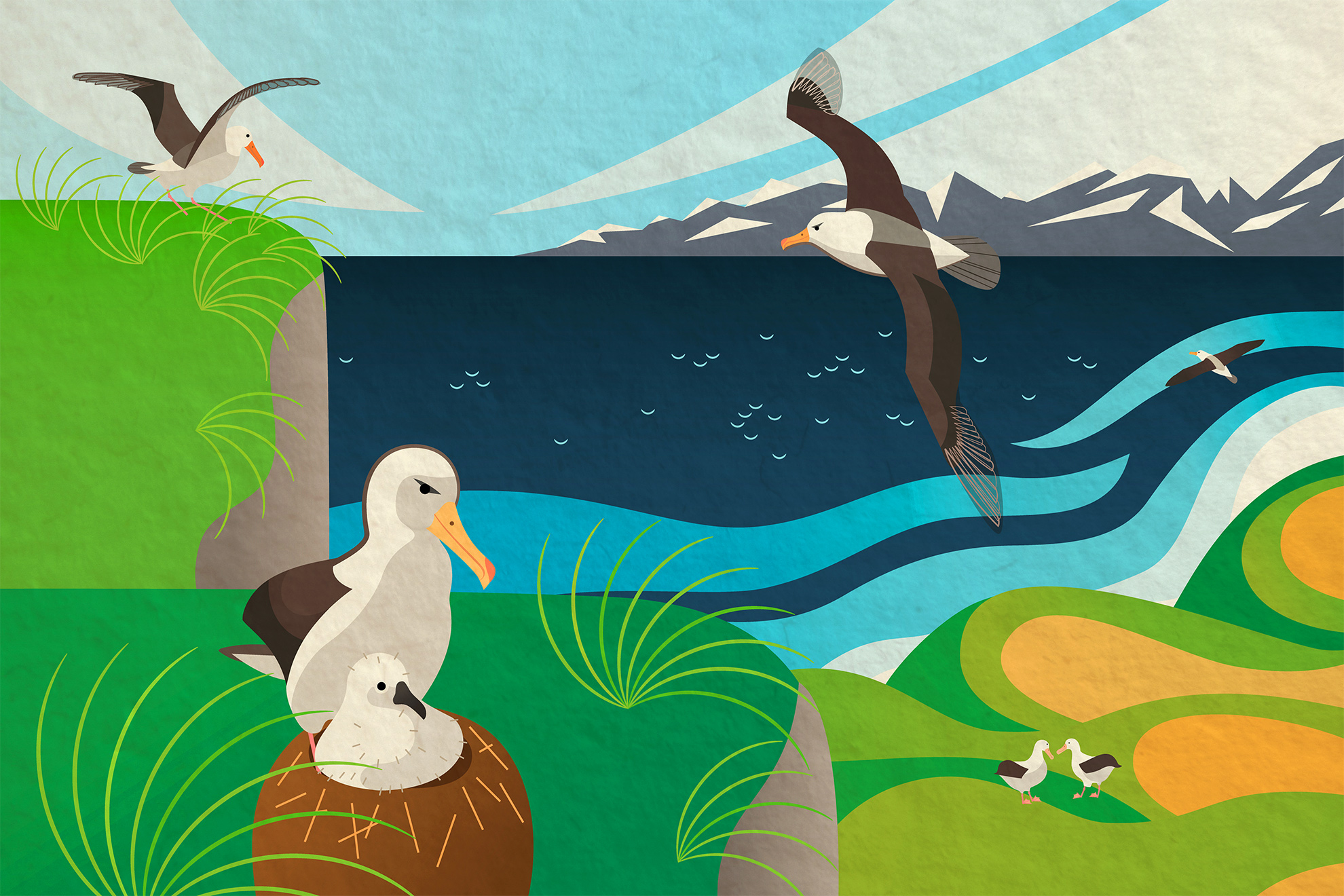 Illustration showing wandering albatrosses in various positions &ndash; nesting, flying, fledging, being friends &ndash; 
                                                                            set against a geometric rendition of a green, cliffy island in the cold Antartic region.