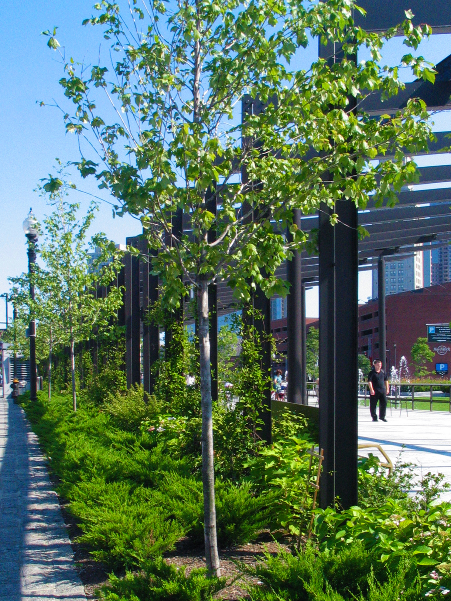 Big brown painted purlin legs of the steel pergolas sitting in a long planted area along the street facing the North End.