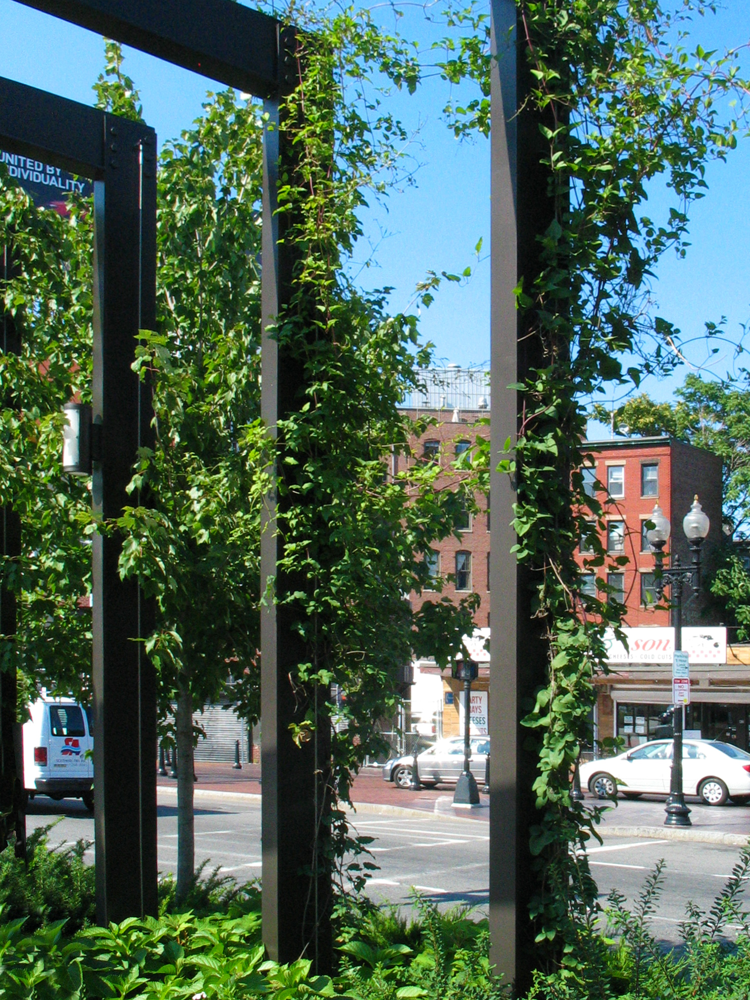 Vines are growing up on the dark brown painted steel purlins which form the leg part of the pergola which sits in the back side planted zone.
