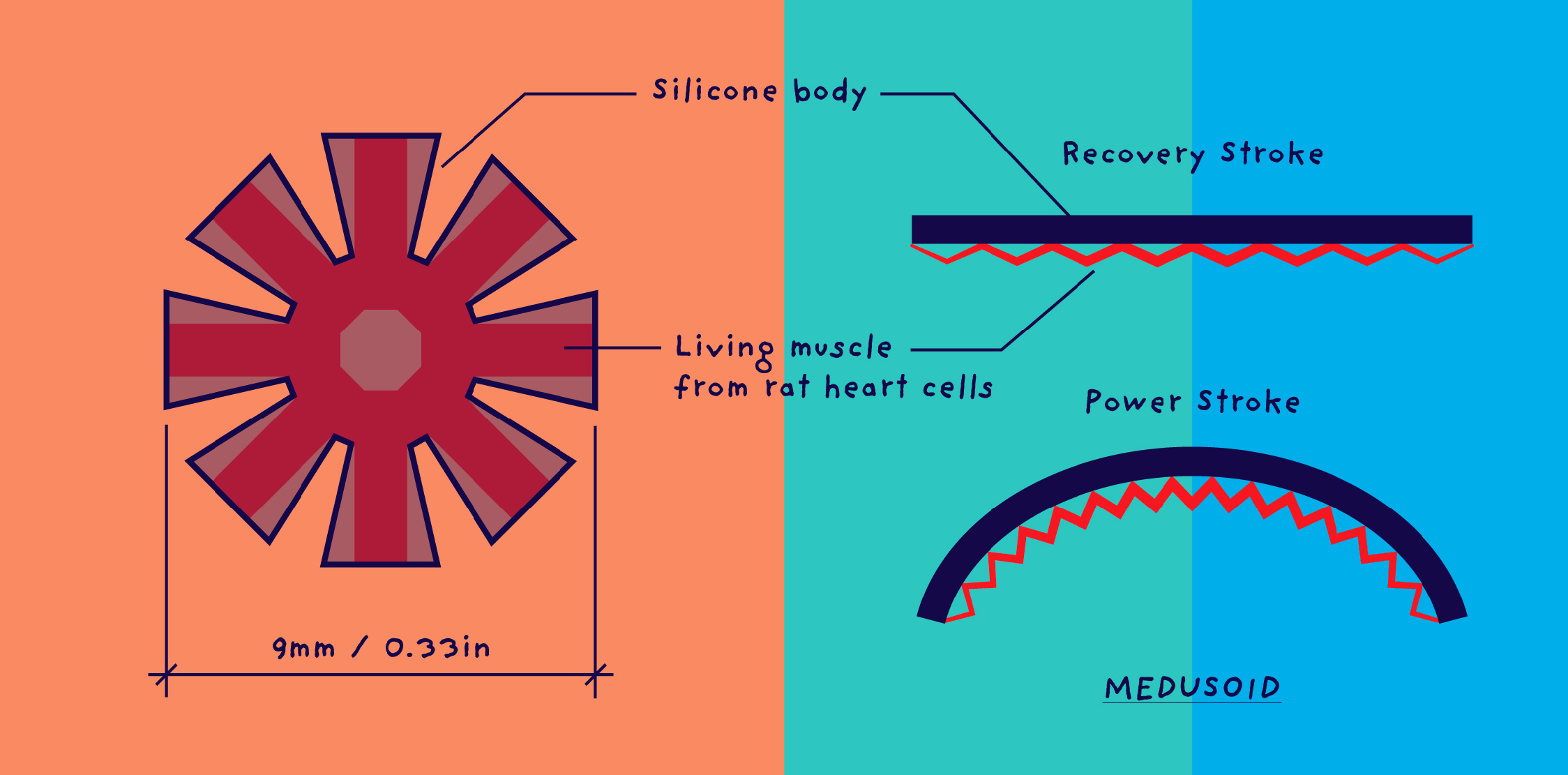 Diagram of a medusoid, an artificial muscle based on the jellyfish: plan on the left in salmon, red, and blue colors, and the way the muscle moves on the right in blues and greens.