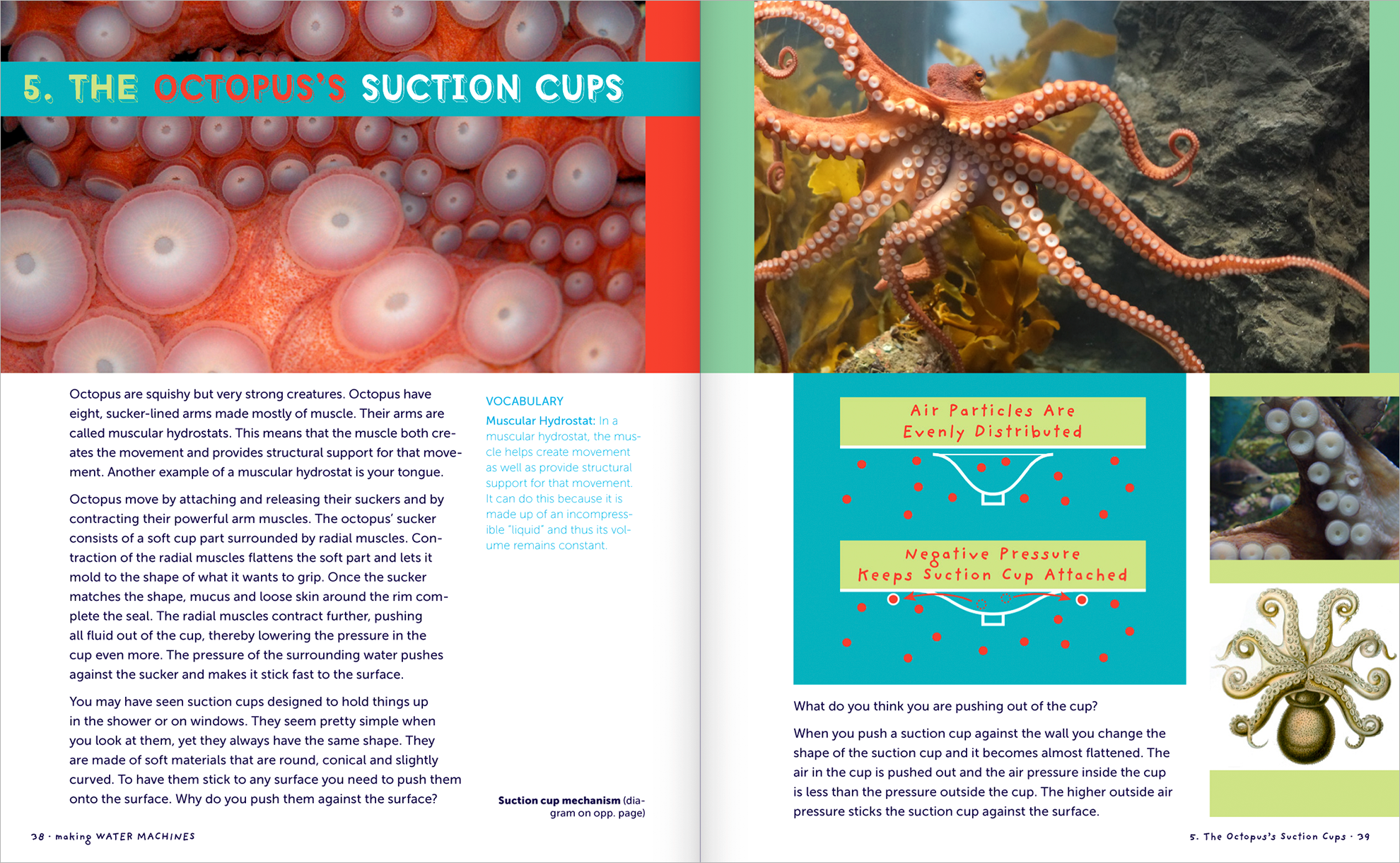 Pages 38-39, first pages of Chapter 5: The Octopus&rsquo;s Suction Cups, with text, photographs describing the octopus 
                related vocabulary, and a diagram showing how the suction cups work, in greenish and reddish colors, mostly.