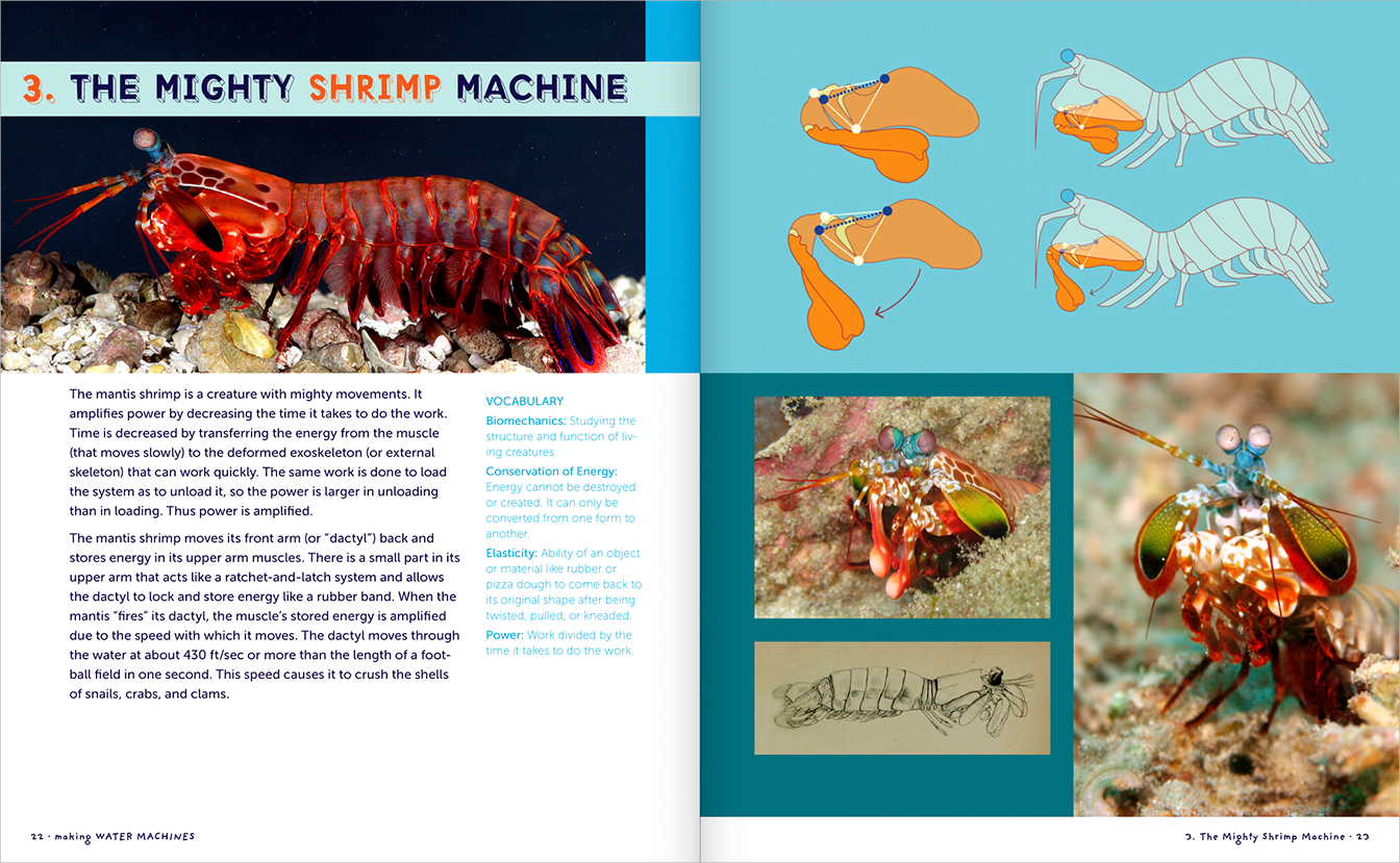 Pages 22-23, first pages of Chapter 3: The Mighty Shrimp Machine, with text, photographs describing the mantis shrimp, 
            related vocabulary, and a diagram showing how the shrimp fires its dactyl to crush shells to eat.